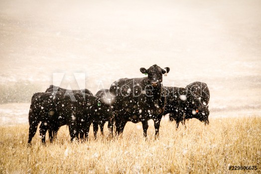 Picture of Cow in snow